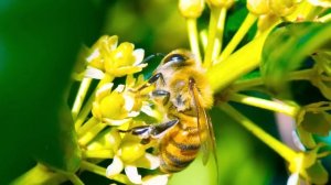 Музыка лечит сердце и сосуды ? Успокаивающая музыка восстанавливает нервную систему,расслабляющая #