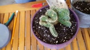 Potting a cactus