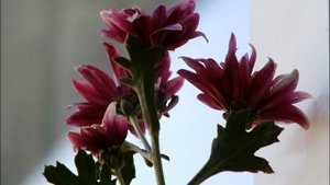 Fuji FinePix HS25EXR