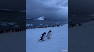 20 забавных фактов. Пингвины наводят суету!!!
