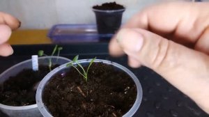 ПИКИРОВКА ДИХОНДРЫ