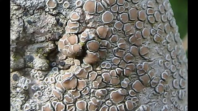 Lecanora chlarotera Greece by Theo Fotiadis смотреть онлайн