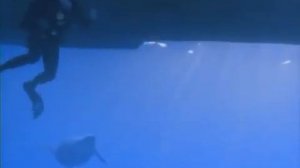 Прогулки с морскими чудовищами avi