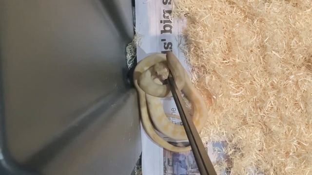 Feeding Popeyes my male 1 year old albino Darwin’s carpet python! смотреть онлайн