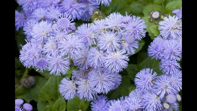 СКАБИОЗА (SCABIOSA) сем. Ворсянковые