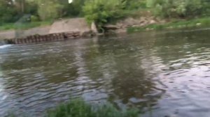 р. Свияга ! ЛОВЛЯ СОМА на донку с берега на ПЕЧЕНЬ и ПУЧОК ВЫПОЛЗКОВ