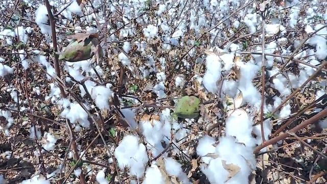 Хлопковое Поле и БАРАНЬЯ КОСТОЧКА ОТ СОСЕДА ! смотреть онлайн