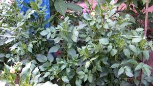 ПОДВЯЗКА ГЕОРГИН - ПРОЩЕ ПРОСТОГО!!!