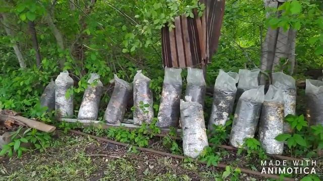 Приехала к маме/Сажаем перец и томат/Куда столько рассады?!Ноу-хау в посадке от мамы смотреть онлайн