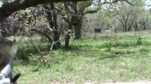 Buffalo hunt 2011/охота на буйвола ЮАР 2011