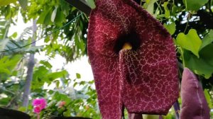 Dutch man's pipe vine plant !! Aristolochia creeper vine !!!  പൊളി ഐറ്റം