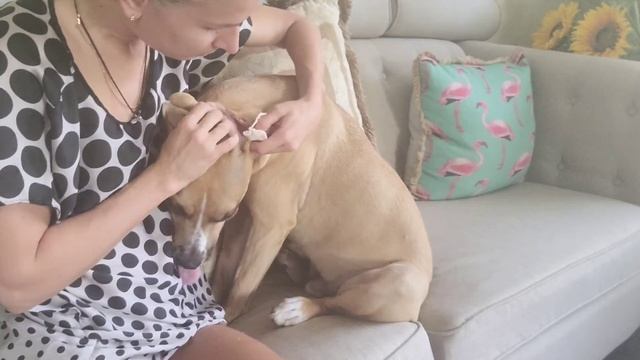 Dog Vlog: Как почистить собаке уши в домашних условиях смотреть онлайн