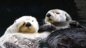 Выдры или симпотные Каланы))
