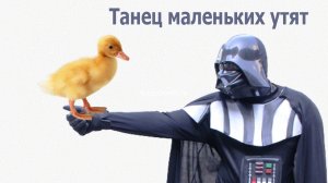 Танец маленьких утят