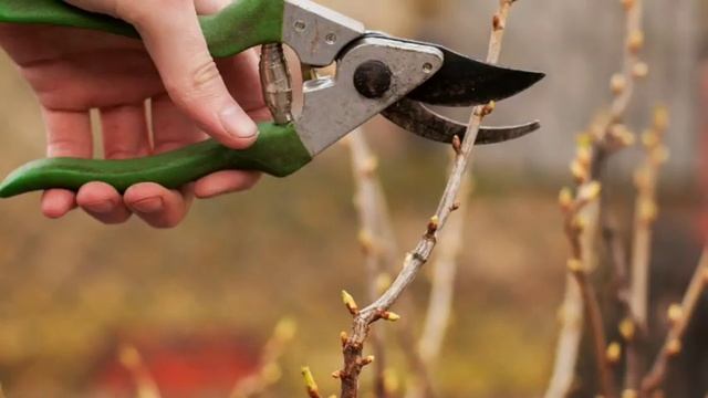 Золотистая смородина смотреть онлайн