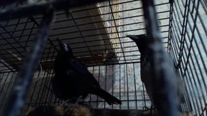 Как целуются Грач и Ворона