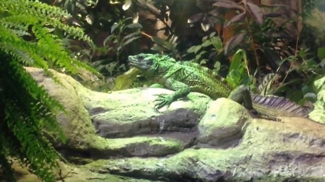Американский зоопарк амико ящерица смотреть онлайн
