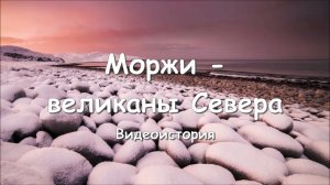 Видеоистория «Моржи – великаны Севера» (12+)