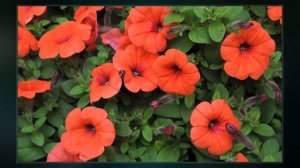 Orange Petunia