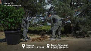 КИЗИЛЬНИК БЛЕСТЯЩИЙ - изгородь, посадка и уход