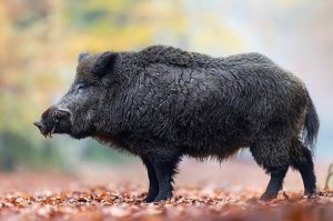 Звук, крик, голос дикого кабана/Sound wild boar, voice wild boar, cry wild boar