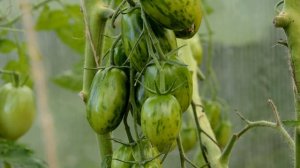 Лучшие сорта помидоров (вкус и урожайность) по итогам 2016 года