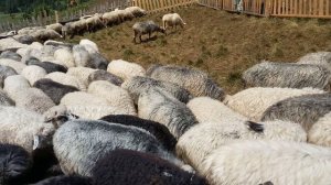 Стадо баранов идет в стойло