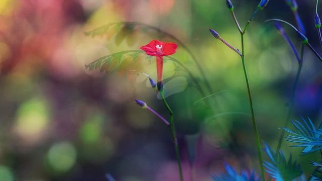 Ботанический сад, Минск, 29-08-2020, слайдшоу смотреть онлайн