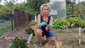 Когда убирать чеснок ?с грядки и как правильно его хранить @galabum