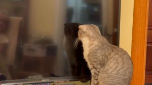 Заведи кота, будет не так страшно в большом доме  👻