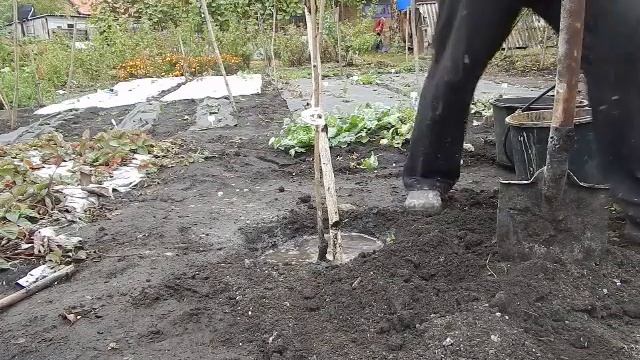 11.10 2016г.посадка черешни МЕЛИТОПОЛЬСКАЯ ЧЁРНАЯ
