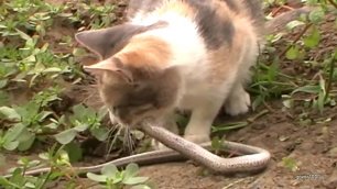 Кошка и гадюка cat and snake