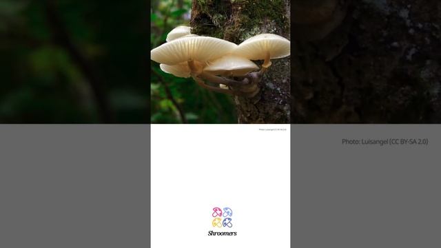 Porcelain fungus (Mucidula mucida) | Lookalikes | Practical Short Profile | Shroomers