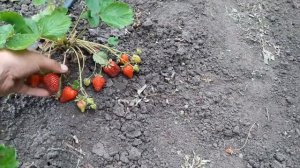 Какой реальный урожай при весенней посадке клубники