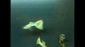 Гуппи жёлтый перламутровый разведения ООО "ПАНАКФИШ"