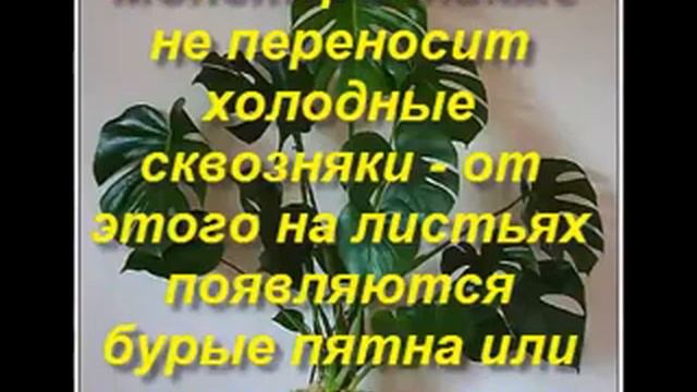 Лучшие растения для офиса