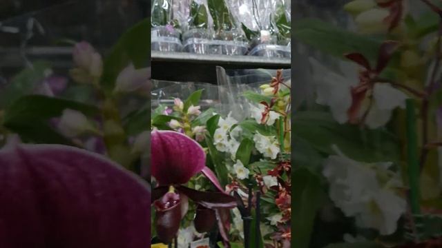 ПлантаКото - прогулка по оптовому складу декора, срезки и горшечных растений смотреть онлайн