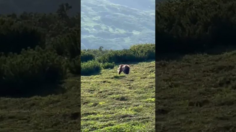 хозяин тайги в районе вилючинского перевала. поспела ягодка шикша. медведь и лакомится.