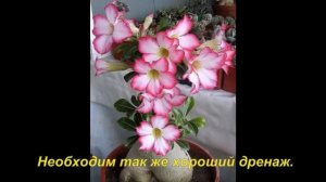 Адениум .Уход в домашних условиях.Все нюансы в выращивении
