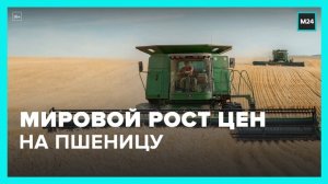 Цены на пшеницу подскочили на 6% после выхода России из зерновой сделки - Москва 24