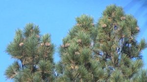 Кедровка. Как оббивает кедровый орех снято с макушки кедра.