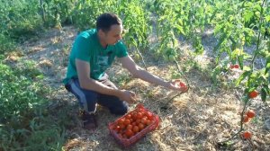 ПОЧЕМУ ТОМАТЫ НЕ СЛАДКИЕ И ЛОПАЮТСЯ