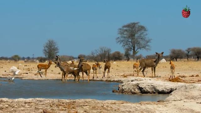 Животные Африки