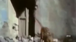 Поединки которые могут стоить жизни - Львы против тигра. Гиена против леопарда #не