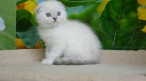 Шотландский вислоухий котенок Цезарь