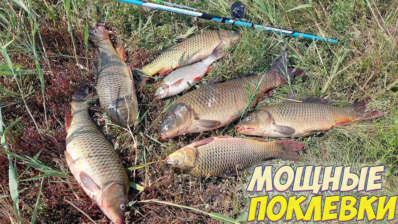 РЫБАЛКА НА САЗАНА. НА ЭТУ НАЖИВКУ ПОКЛЕВКИ ОДНА ЗА ОДНОЙ!!! ТОЛЬКО УСПЕВАЙ ЛОВИТЬ УДОЧКИ! смотреть онлайн