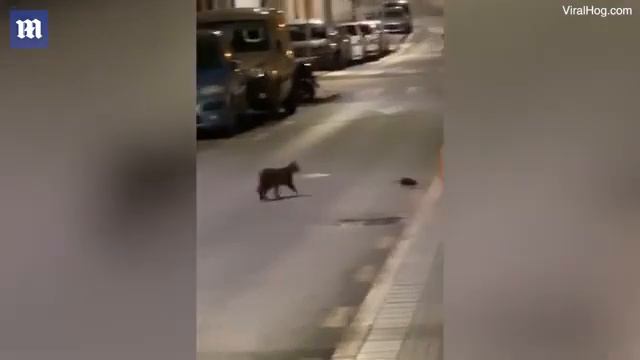 Смелая крыса сразилась с бродячей кошкой и попала на видео