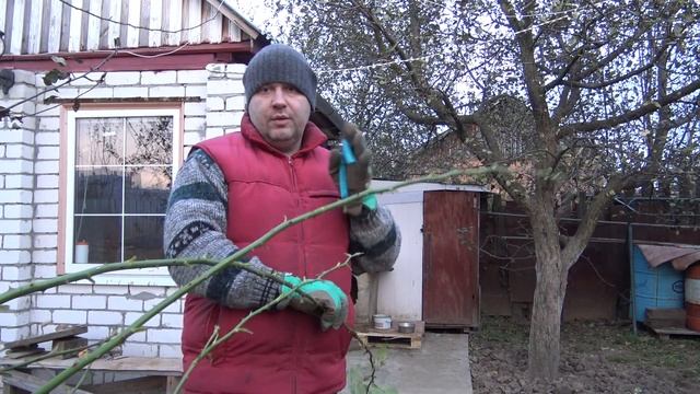 Укрытие плетистой розы на зиму смотреть онлайн