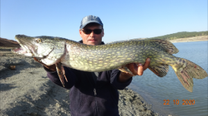 Щука.Трофейная щука поздней осенью 2020.