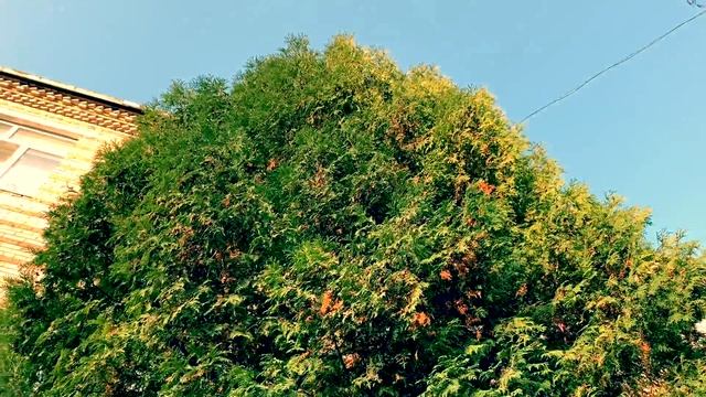 ?Туя западная БРАБАНТ⭐️Подробный ОБЗОР ✨как посадить✨как ухаживать✨как выглядит в разном возрасте?